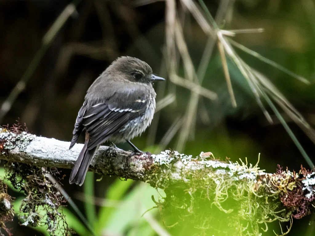 秘鲁丛霸鹟(Knipolegus signatus)