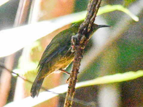 蓝枕花蜜鸟