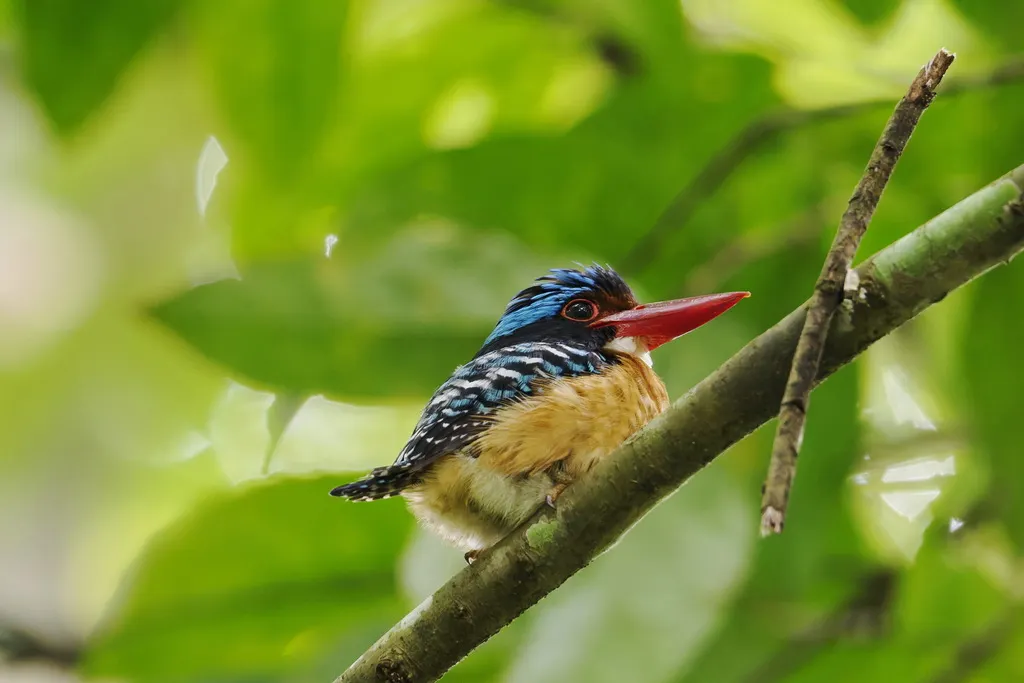 横斑翠鸟(Lacedo pulchella)