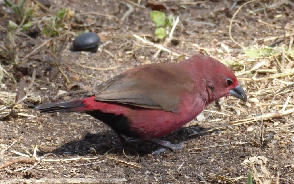 红腹火雀（Lagonosticta rhodopareia）