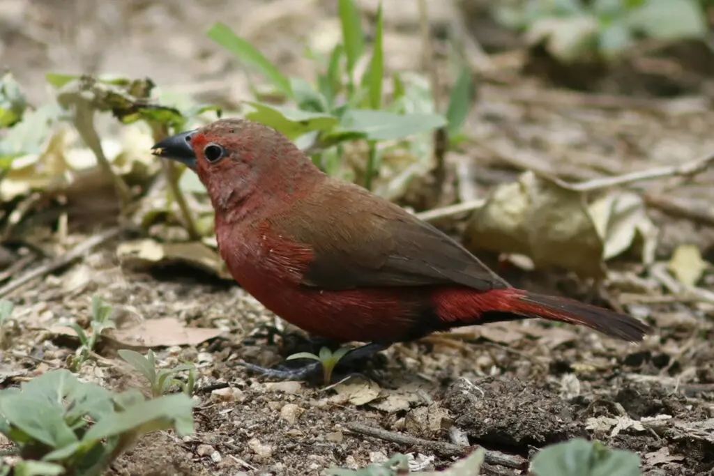 红腹火雀（Lagonosticta rhodopareia）