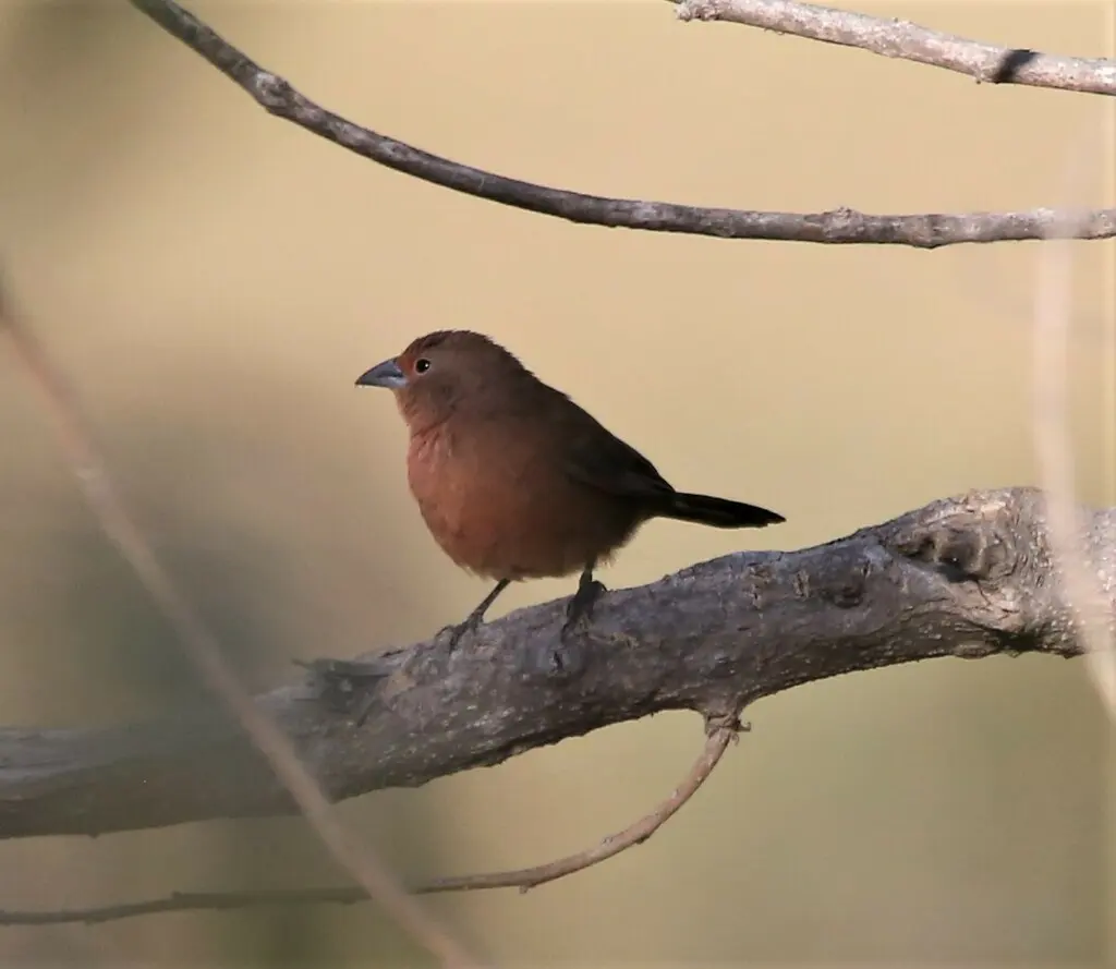 红腹火雀（Lagonosticta rhodopareia）
