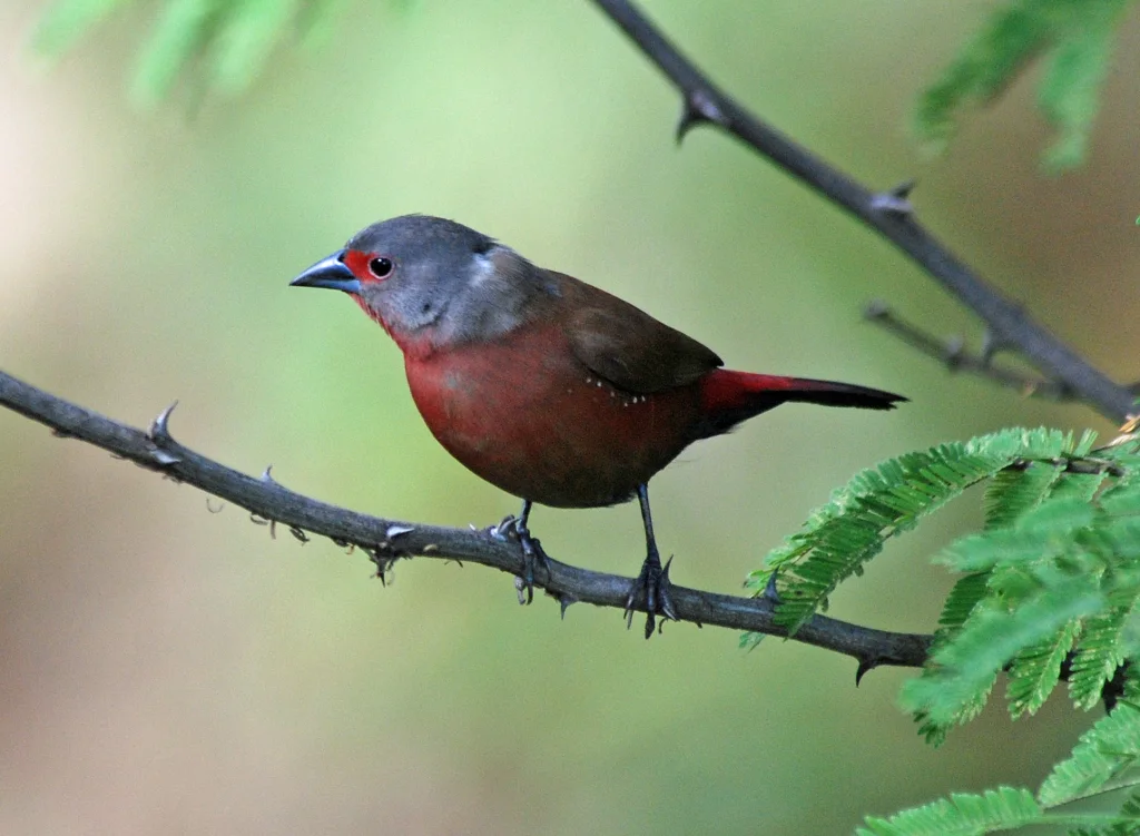 赖氏火雀（Lagonosticta umbrinodorsalis）