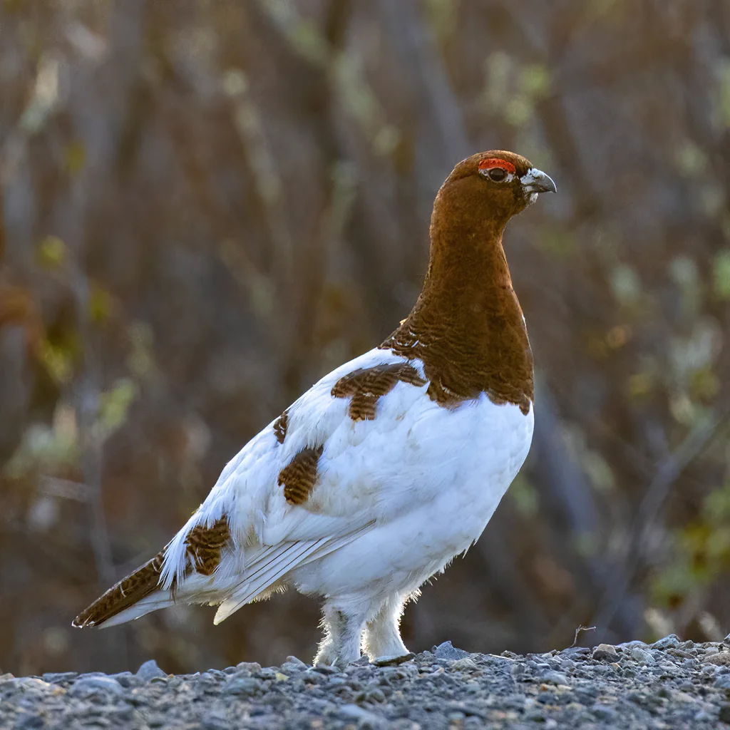 柳雷鸟(Lagopus lagopus)