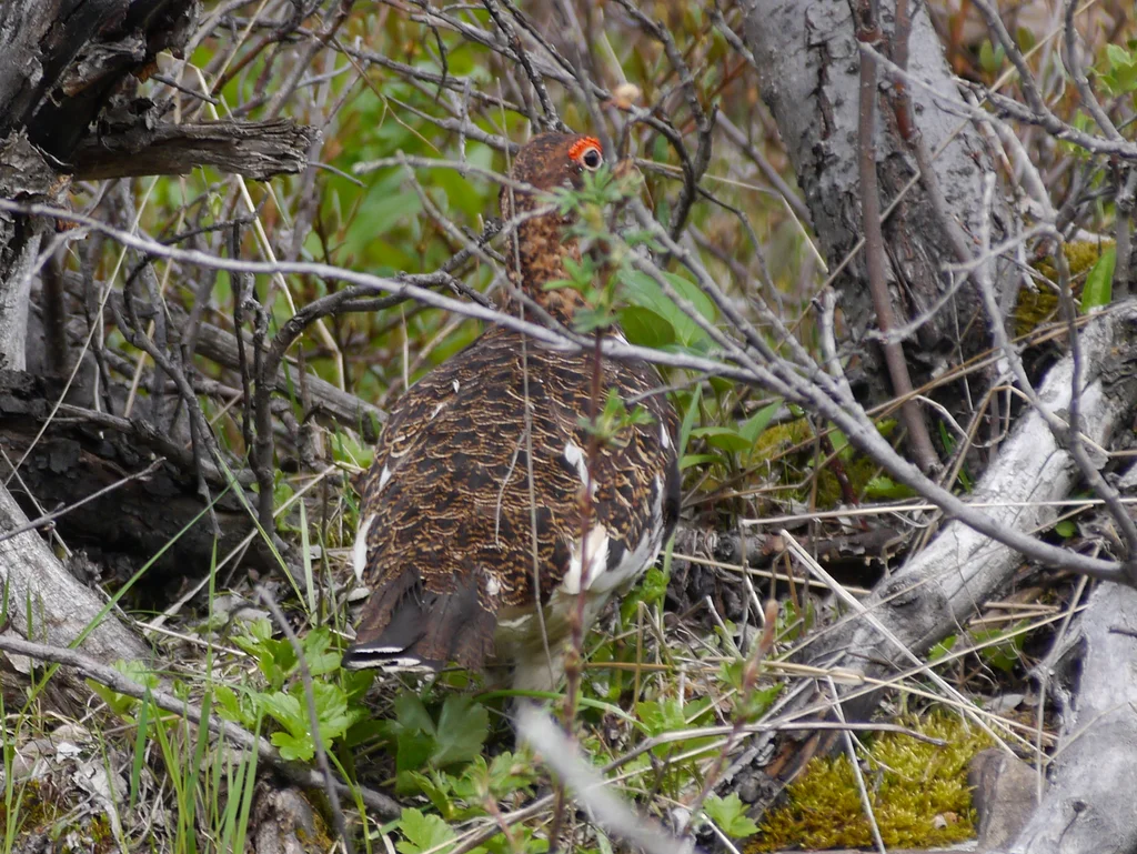 柳雷鸟(Lagopus lagopus)