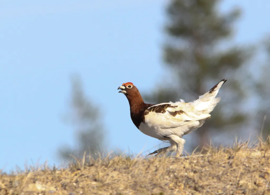 柳雷鸟(Lagopus lagopus)