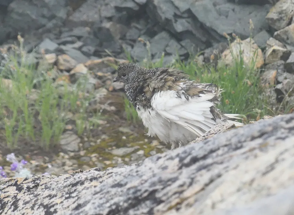 白尾雷鸟(Lagopus leucura)
