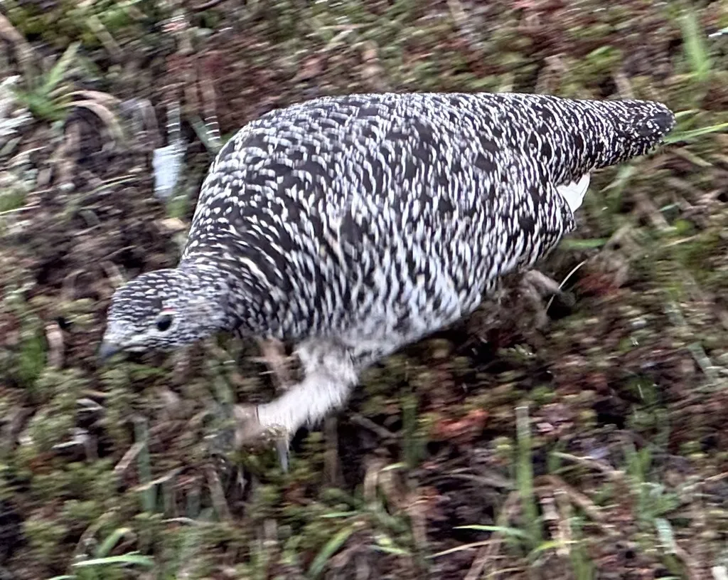 岩雷鸟(Lagopus muta)