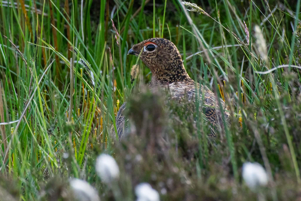 苏格兰雷鸟(Lagopus scotica)