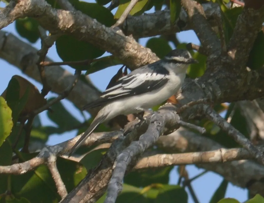 白腰鸣鹃鵙(Lalage leucopygialis)