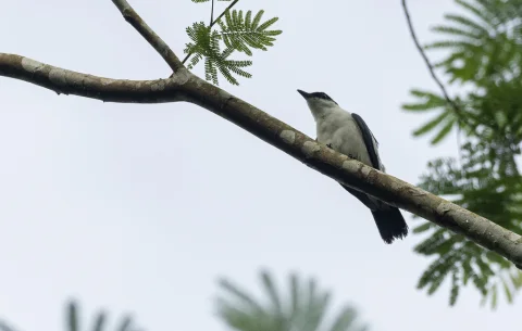 黑白鸣鹃鵙
