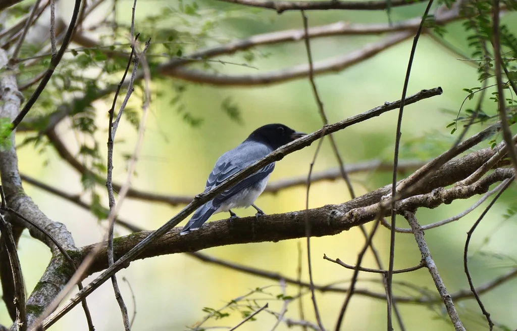 黑头鹃鵙(Lalage melanoptera)
