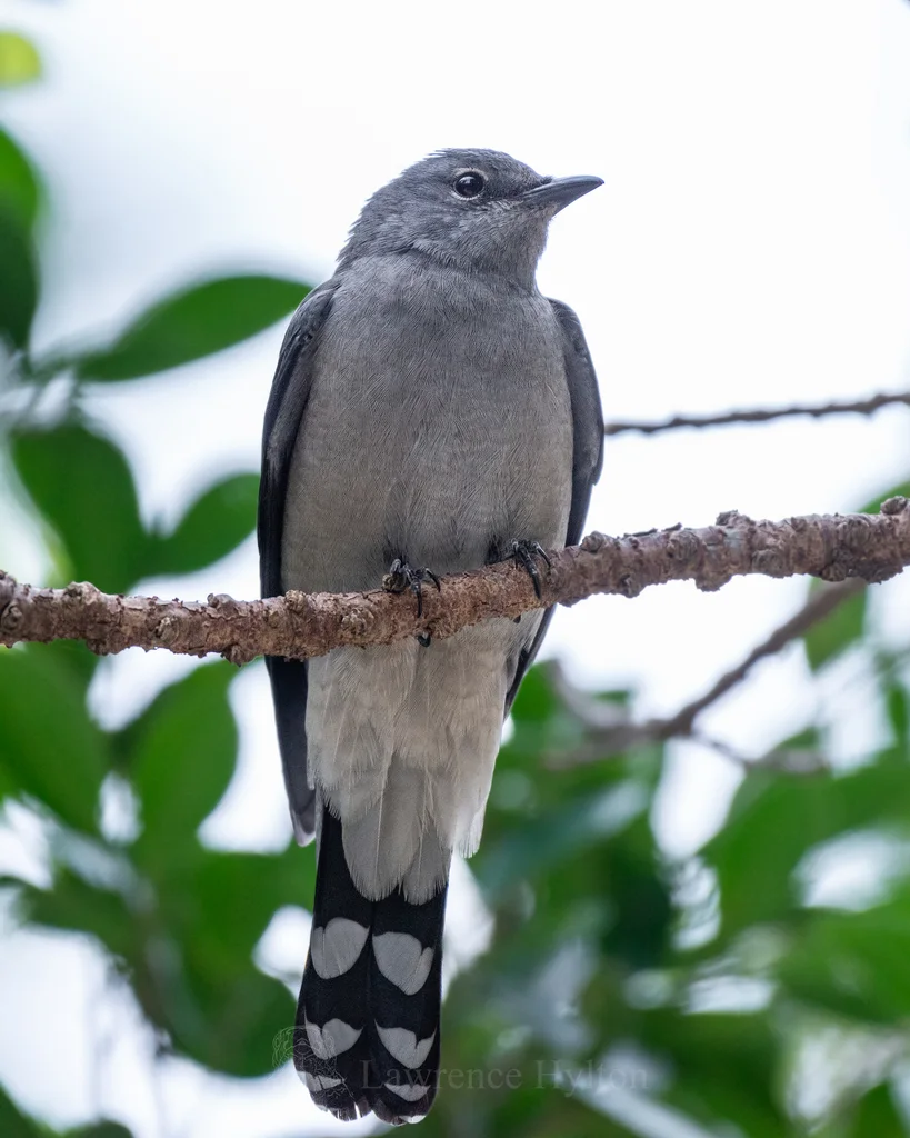 暗灰鹃鵙(Lalage melaschistos)