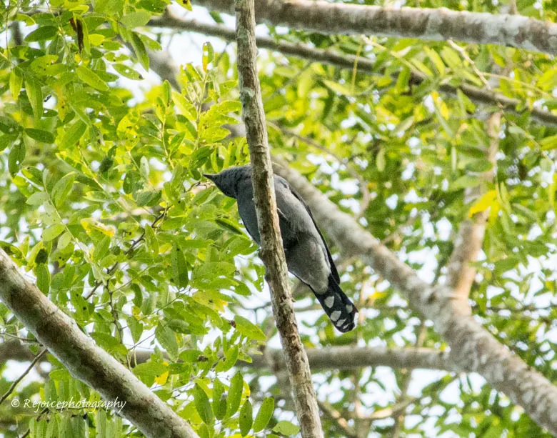 暗灰鹃鵙(Lalage melaschistos)