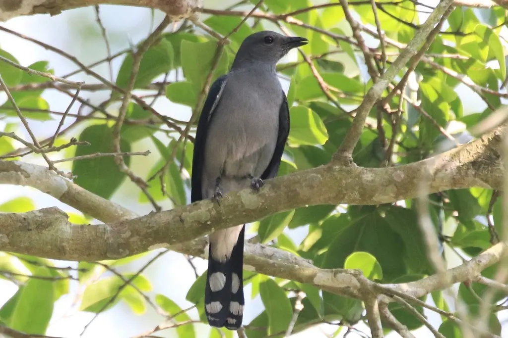 暗灰鹃鵙(Lalage melaschistos)