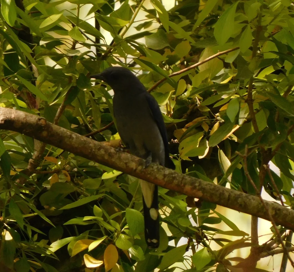 暗灰鹃鵙(Lalage melaschistos)