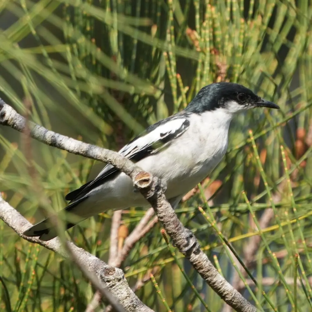 白翅鸣鹃鵙(Lalage tricolor)