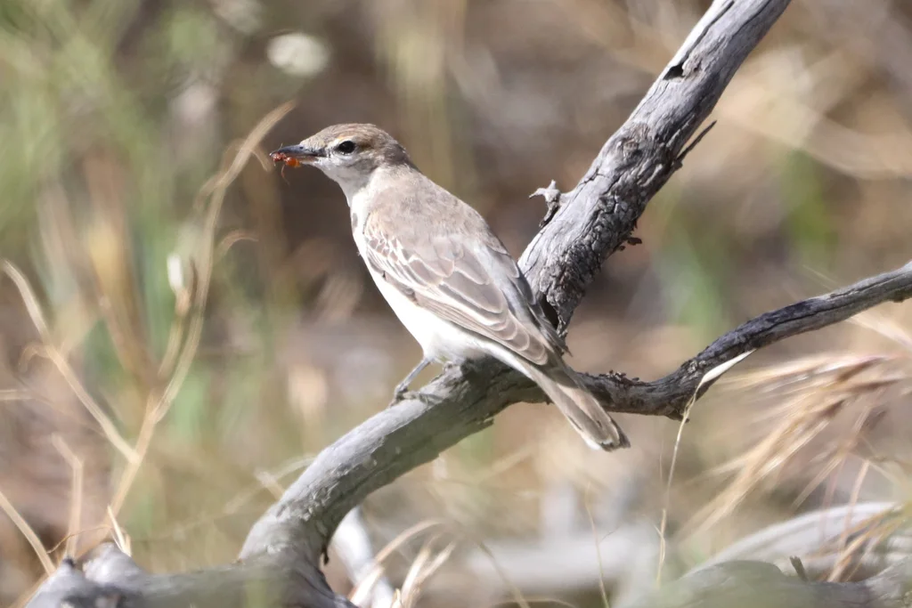 白翅鸣鹃鵙(Lalage tricolor)