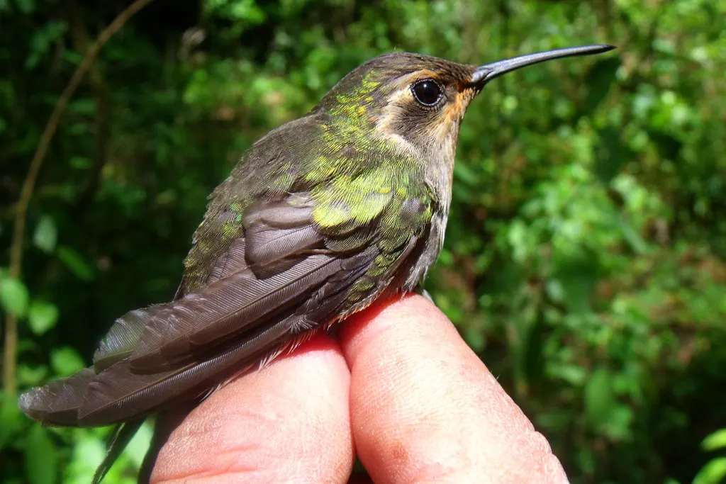 辉紫喉宝石蜂鸟(Lampornis amethystinus)