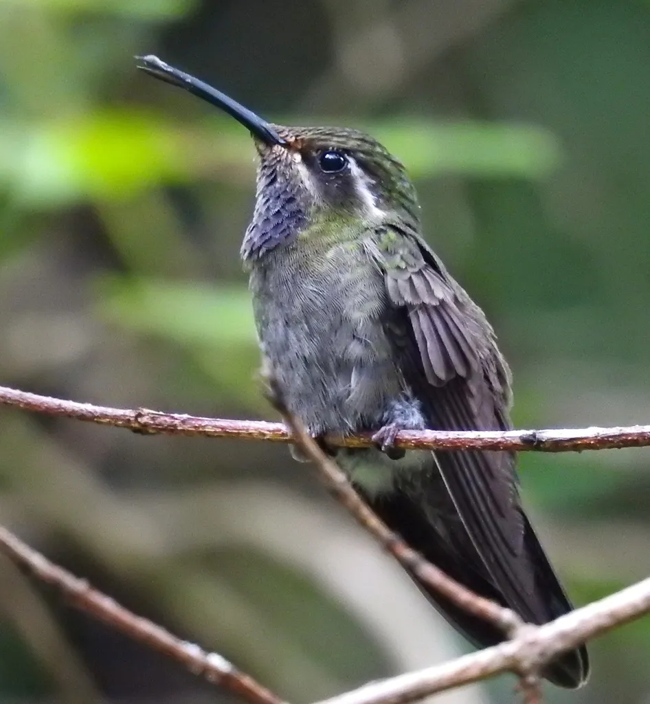 辉紫喉宝石蜂鸟(Lampornis amethystinus)