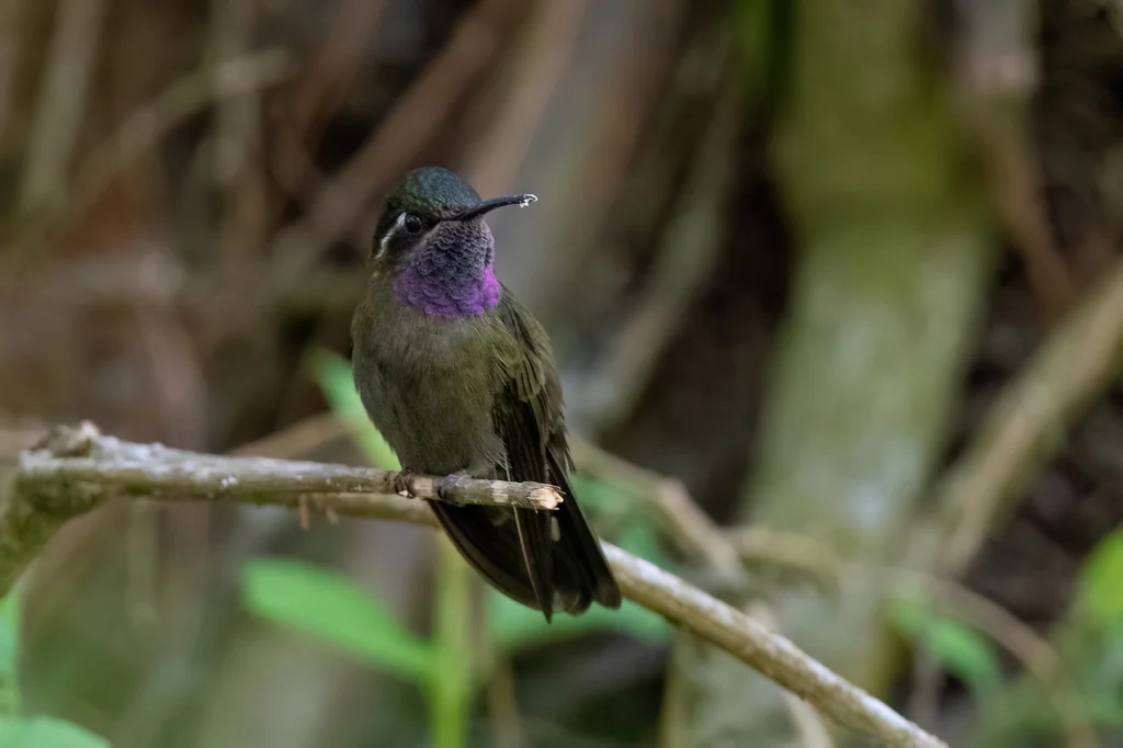 辉紫喉宝石蜂鸟(Lampornis amethystinus)