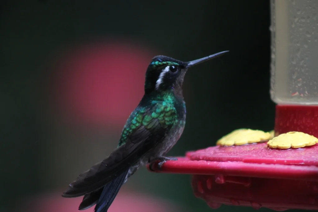 紫喉宝石蜂鸟(Lampornis calolaemus)