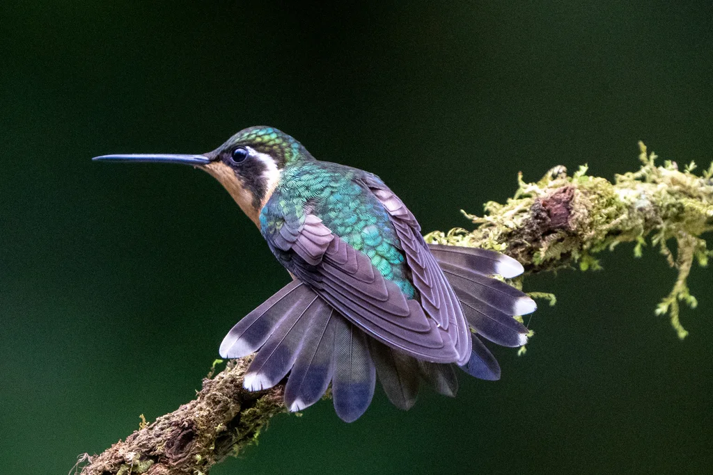 白喉宝石蜂鸟（Lampornis castaneoventris）