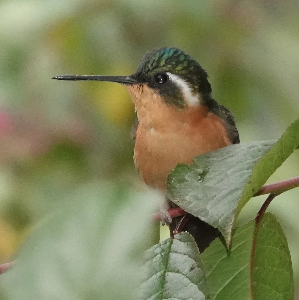 白喉宝石蜂鸟（Lampornis castaneoventris）