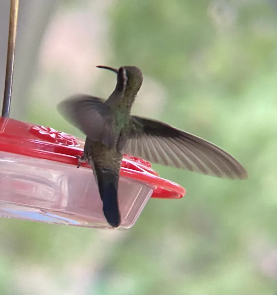 蓝喉宝石蜂鸟(Lampornis clemenciae)