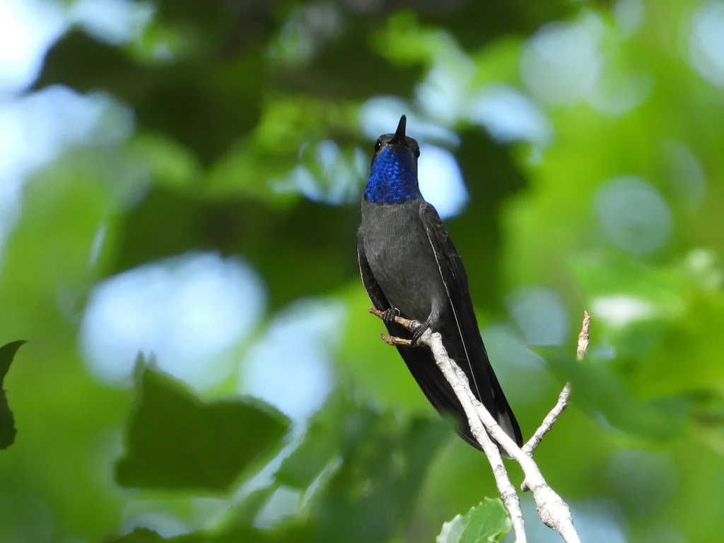 蓝喉宝石蜂鸟(Lampornis clemenciae)