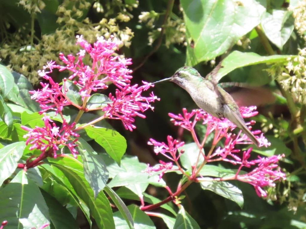 绿喉宝石蜂鸟(Lampornis viridipallens)
