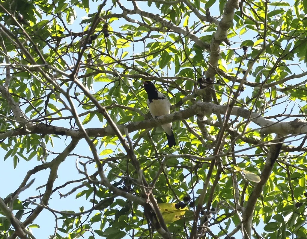 红嘴唐纳雀(Lamprospiza melanoleuca)