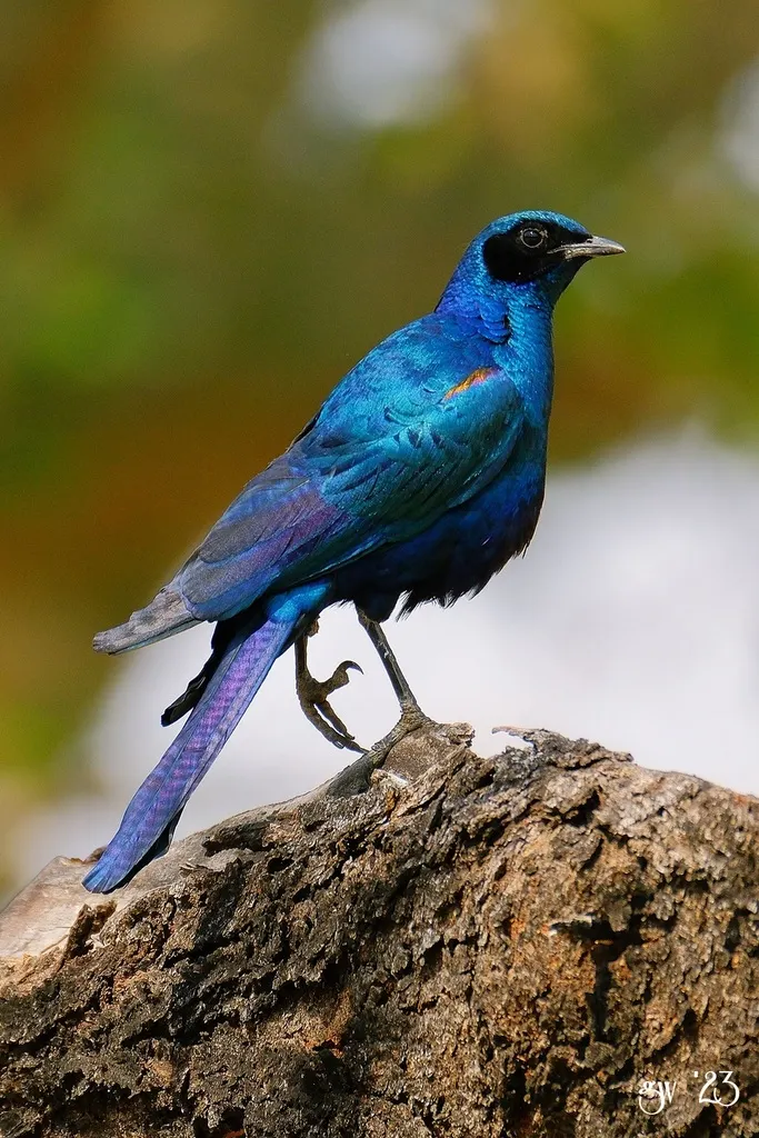 巨辉椋鸟(Lamprotornis australis)