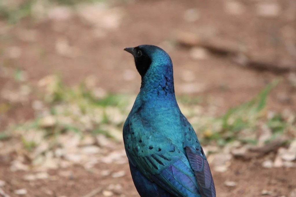 巨辉椋鸟(Lamprotornis australis)
