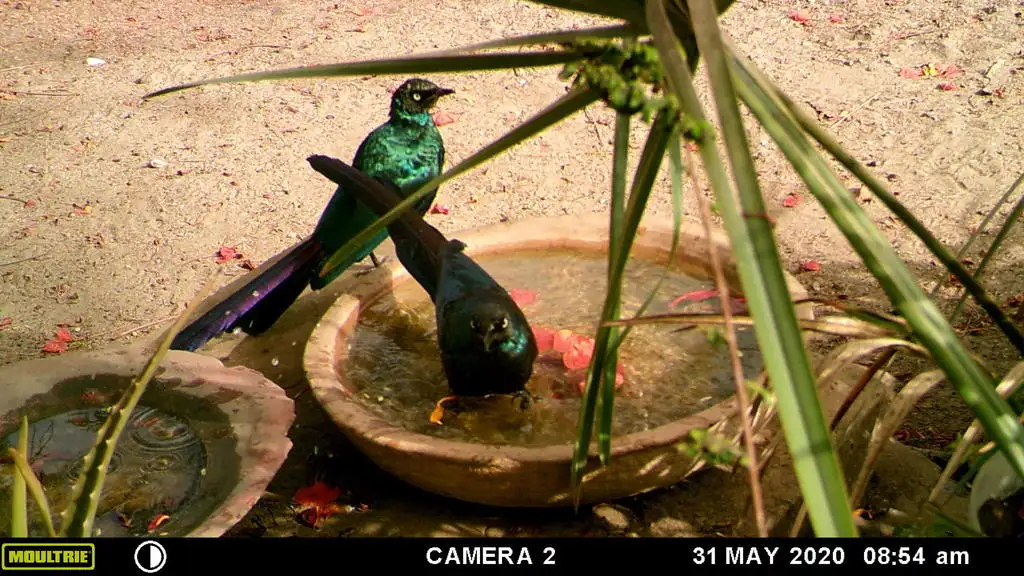 长尾丽椋鸟(Lamprotornis caudatus)