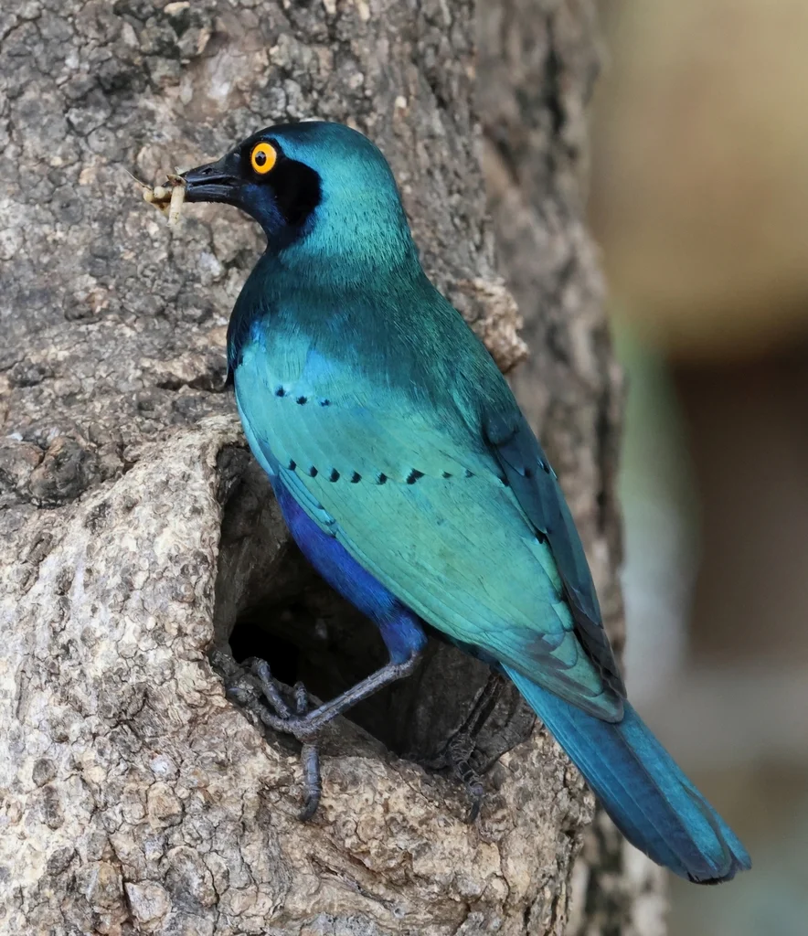 蓝耳丽椋鸟（Lamprotornis chalybaeus）