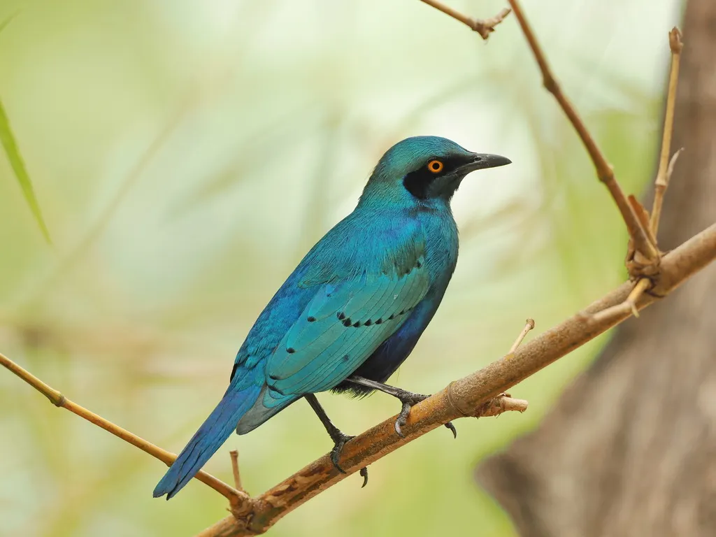 蓝耳丽椋鸟（Lamprotornis chalybaeus）