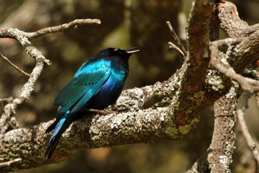 小蓝耳辉椋鸟(Lamprotornis chloropterus)
