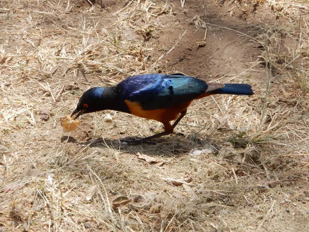 希氏丽椋鸟（Lamprotornis hildebrandti）