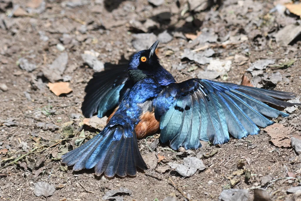 希氏丽椋鸟（Lamprotornis hildebrandti）