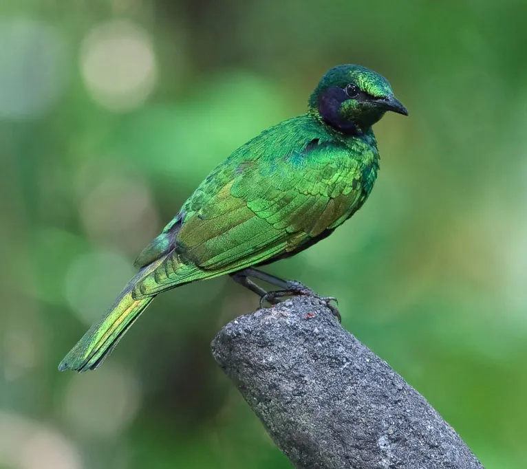 翠辉椋鸟(Lamprotornis iris)