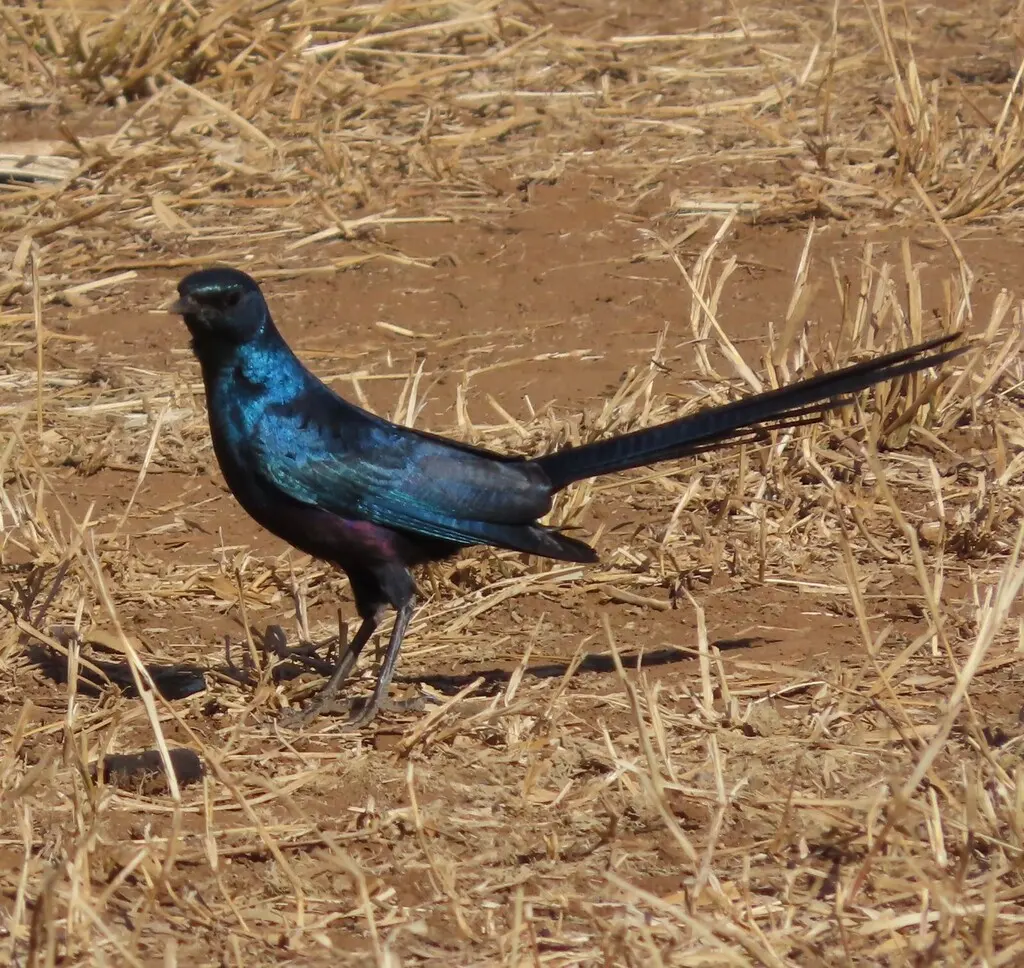 米氏辉椋鸟(Lamprotornis mevesii)