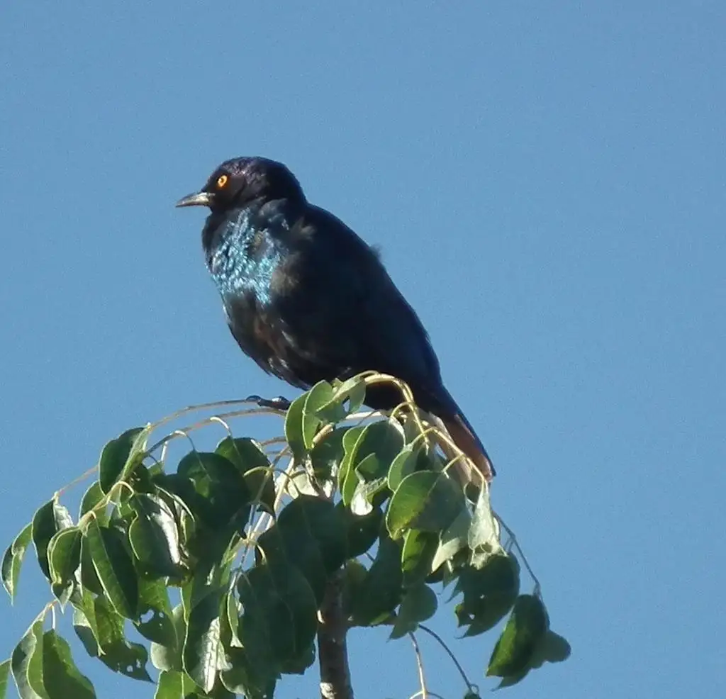 红肩辉椋鸟(Lamprotornis nitens)