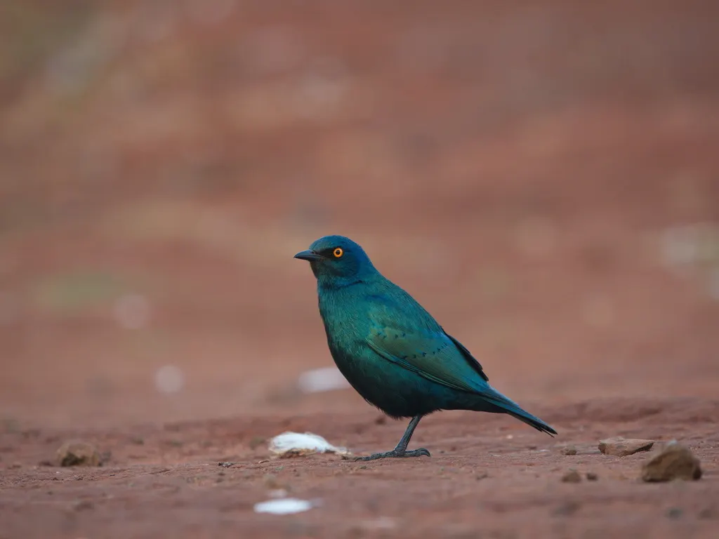 红肩辉椋鸟(Lamprotornis nitens)