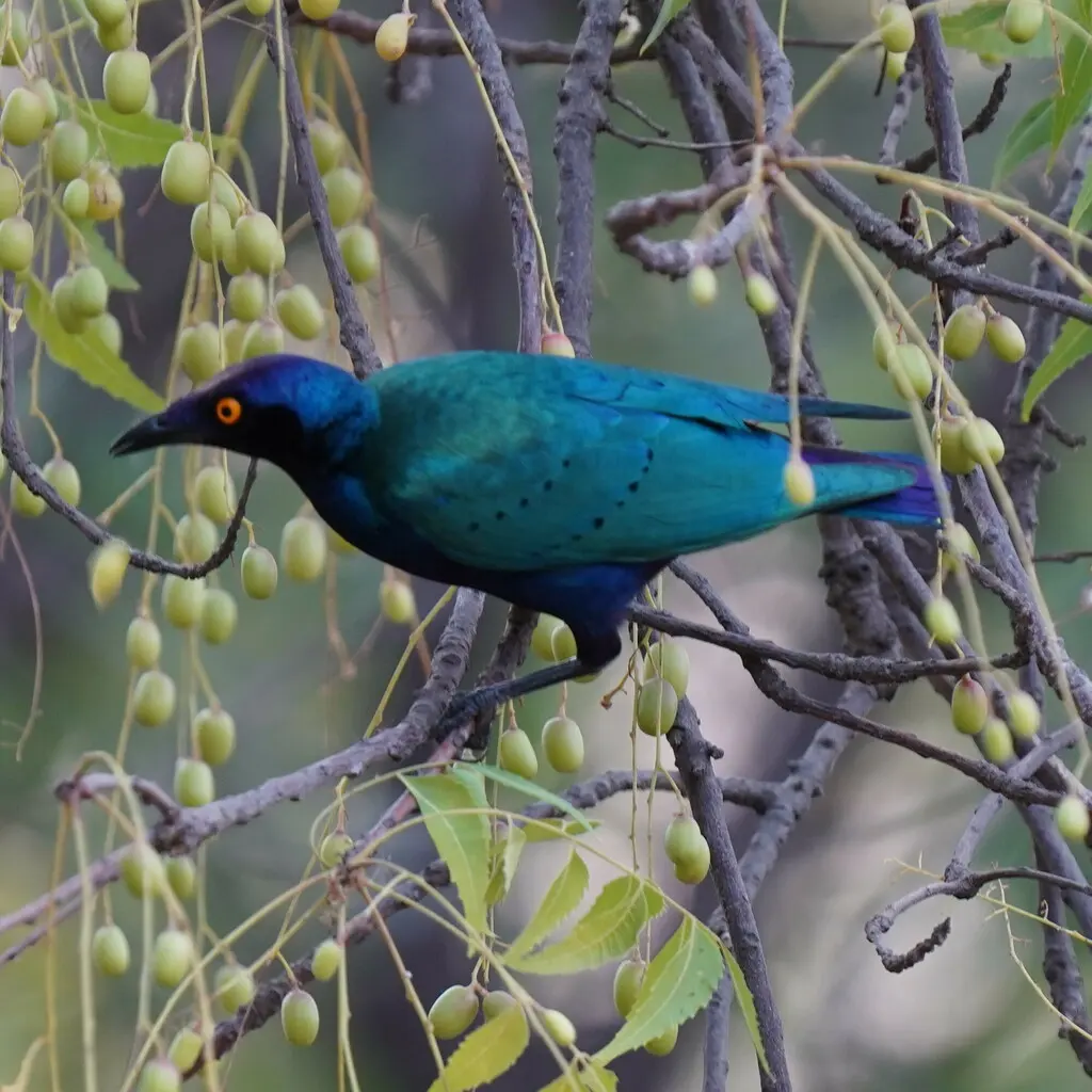 紫辉椋鸟(Lamprotornis purpureus)