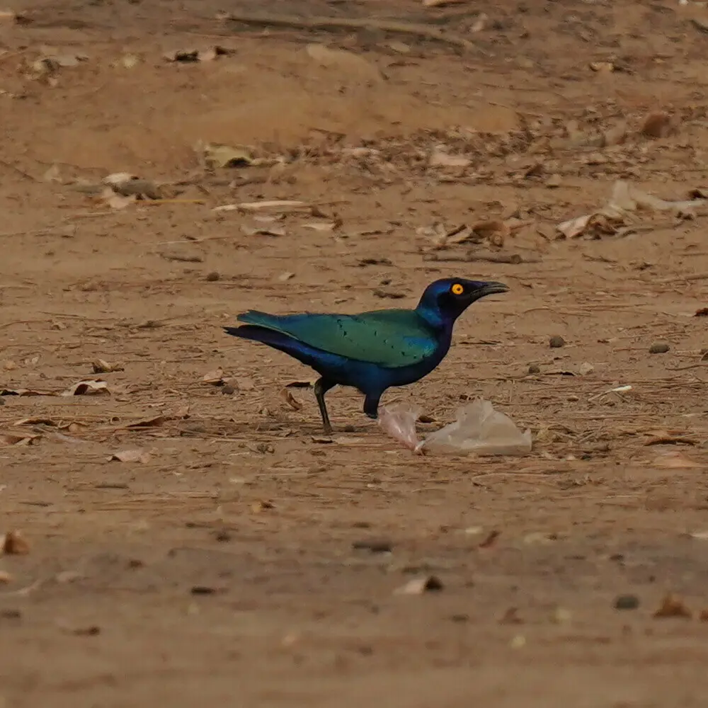 紫辉椋鸟(Lamprotornis purpureus)