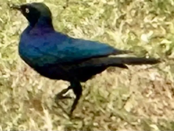 卢氏丽椋鸟(Lamprotornis purpuroptera)