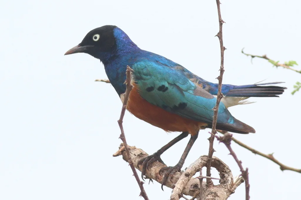 栗头丽椋鸟(Lamprotornis superbus)
