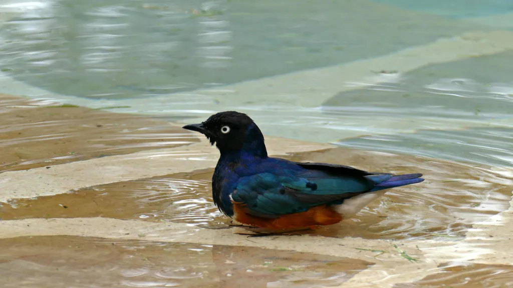 栗头丽椋鸟(Lamprotornis superbus)