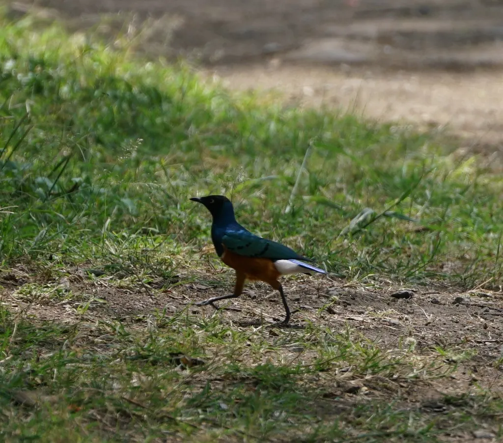 栗头丽椋鸟(Lamprotornis superbus)